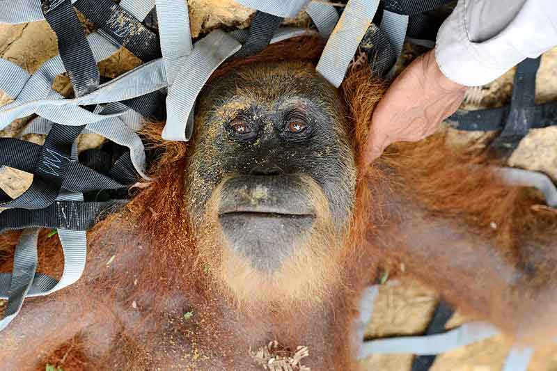 | Orangutan mother and baby are rescued from an RSPO sustainable palm oil plantation Craig Jones Wildlife Photography | MR Online