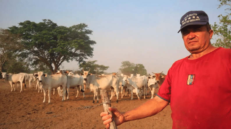 | Cattle herding is in the epicenter of the Pancha Vásquez Commune Rome Arrieche | MR Online