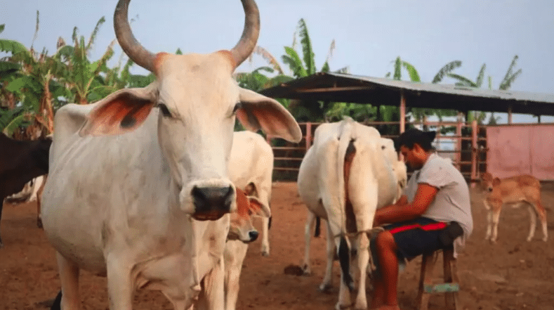 | Milking cows in the early morning Pancha Vásquez commune | MR Online