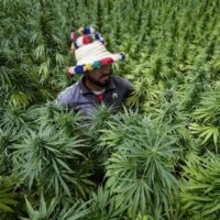 A farmer checks crops of cannabis in the commune of Mansoura, in the Chefchaouen region southeast of Tangiers, Morocco, on 18 July (Fadel Senna/AFP)