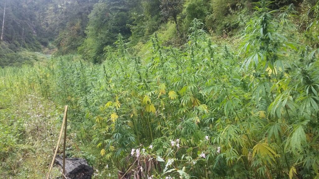 | Cannabis growing in the Parvati Valley PhotoNarender Sharma Blue Particle Solutions CC BY SA 40 via Wikimedia Commons | MR Online