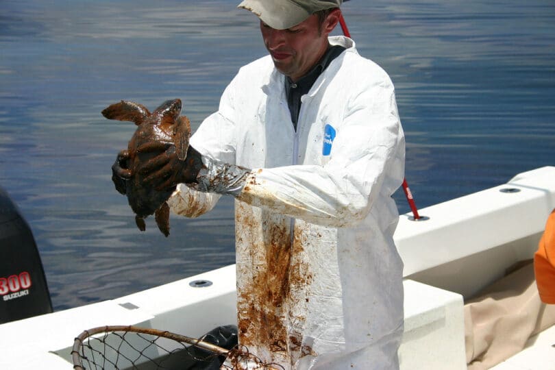  | Dr Brian Stacy NOAA veterinarian prepares to clean an oiled Kemps Ridley turtle Veterinarians and scientists from NOAA the Florida Fish and Wildlife Commission and other partners working under the Unified Command are capturing heavily oiled young turtles 20 to 40 miles offshore as part of ongoing animal rescue and rehabilitation efforts Credit NOAA and Georgia Department of Natural Resources | MR Online