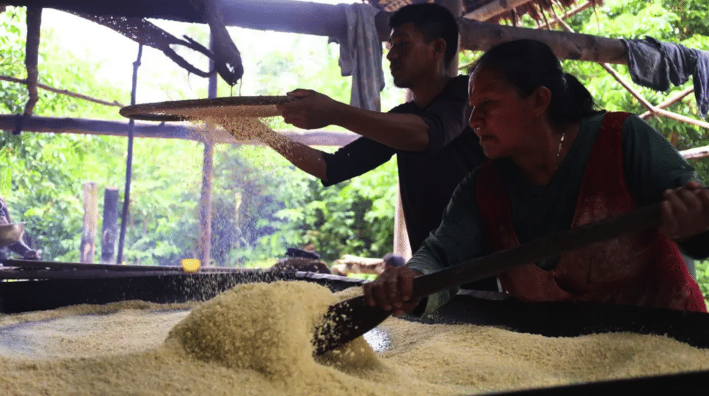 Making mañoco a coarse yuca flour Rome Arrieche