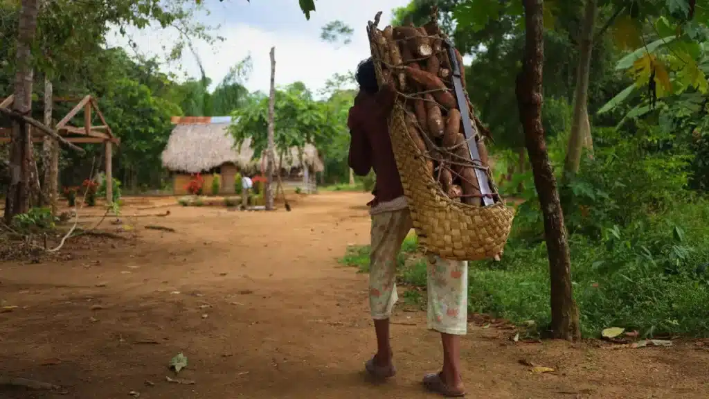 A person takes yuca from the conuco back home to make casabe flatbread and mañoco flour Rome Arrieche