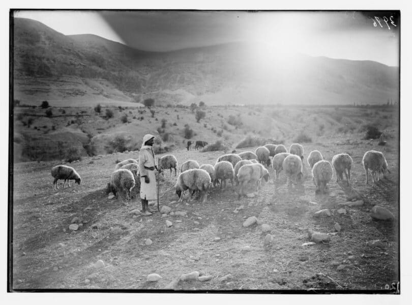  | A black and white image of a young man facing a herd of sheep in a valley | MR Online