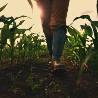 Farmer walking through maize field, low angle view with selective focus