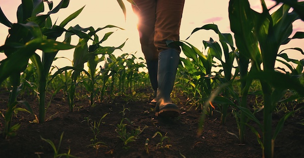  | Farmer walking through maize field low angle view with selective focus | MR Online