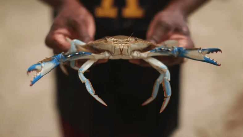 Blue crab (Rome Arrieche)