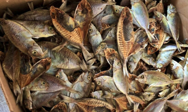 MR Online | Todays dried Rabbit Fish are smaller | MR Online