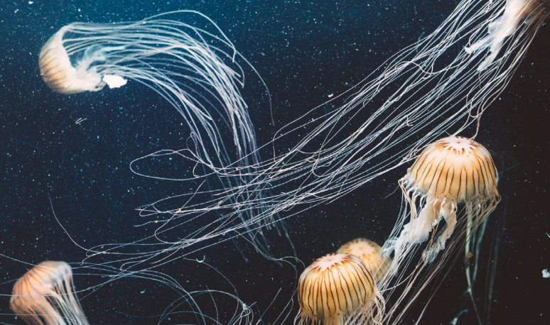 Marine biodiversity is threatened by multiple planetary boundary transgressions, including the crossing of safe thresholds for climate change, modification of biogeochemical flows (nitrogen and phosphorus pollution), the introduction of novel entities (pollution by a wide range of synthetic materials) and now, ocean acidification. Image courtesy of Planetary Health Check 2025.