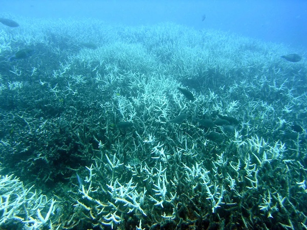 Bleached branching coral at Heron Island, Great Barrier Reef. Photo: Acropora at English Wikipedia, CC BY-SA 3.0, via Wikimedia Commons