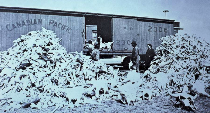 Buffalo runners with buffalo corpses. The runners could kill about 5,000 buffalo per day. [Source: allthatsinteresting.com]