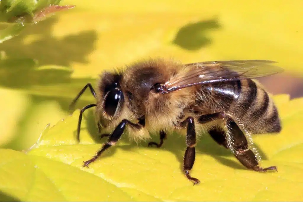 Honey bee on a yellow flower. Photo: Wikimedia Commons.