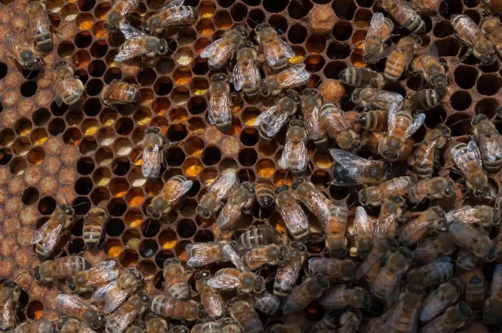 A hive of honey bees hard at work in the apiary atop the U.S.Department of Agriculture (USDA) Jamie Whitten building in Washington. Photo: U.S. Department of Agriculture/Flickr.