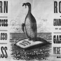 A 19th-century advertisement for Soluble Pacific Guano, a potent fertilizer made from seabird droppings. Produced by the Pacific Guano Company, this product was marketed to farmers as a "remunerative investment" that secured large crops of corn, potatoes, tobacco, and other vegetables.