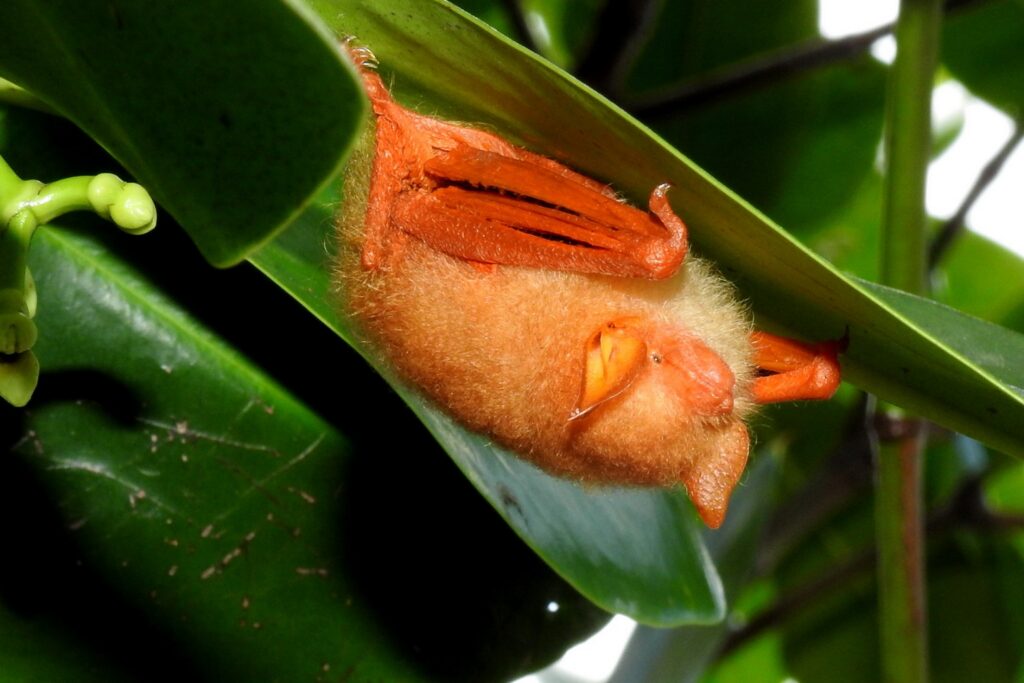 With this species highly sought after as decorations, mostly by foreign tourists, their numbers are dwindling. Image by Abu Hamas via Wikimedia Commons (CC BY-SA 4.0).
