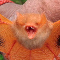 Painted woolly bats