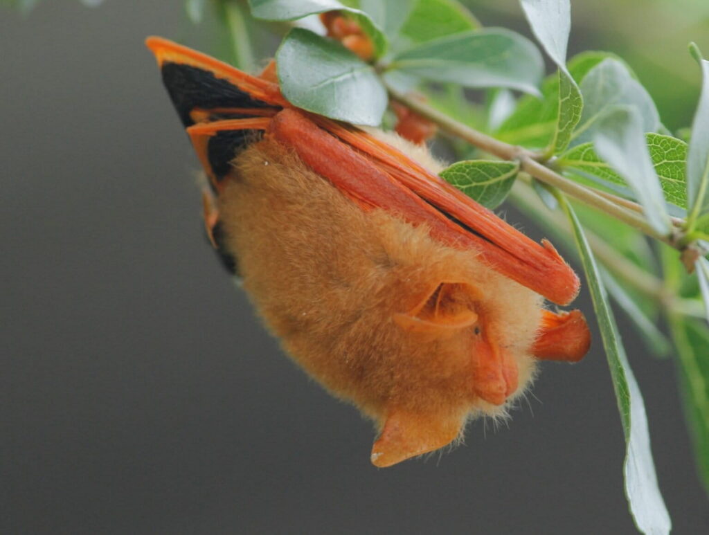 Painted woolly bats are nocturnal and sparsely distributed in the landscape, roosting in small groups. Image by faridmuzaki via iNaturalist (CC BY-NC 4.0).