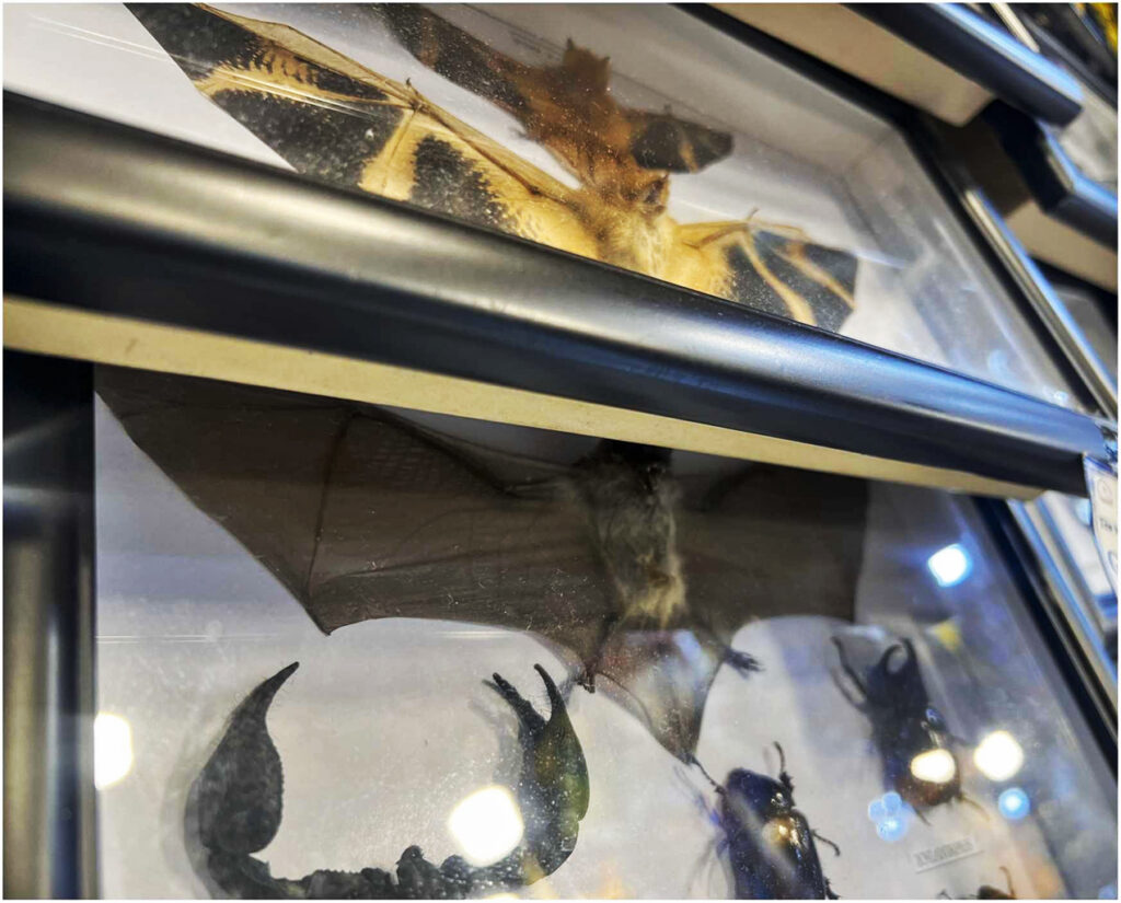 This image documents ornamental wildlife for sale in Ho Chi Minh City, photographed during a recent study. This shop sold both adult bats and pups. Image courtesy of Nguyen et. al (2026).