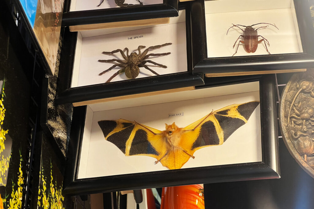 A taxidermied and framed painted woolly bat for sale in a shop in Ho Chi Minh City beside insects, documented as part of research quantifying the scope of the trade in bats. Image by Joanna Coleman.