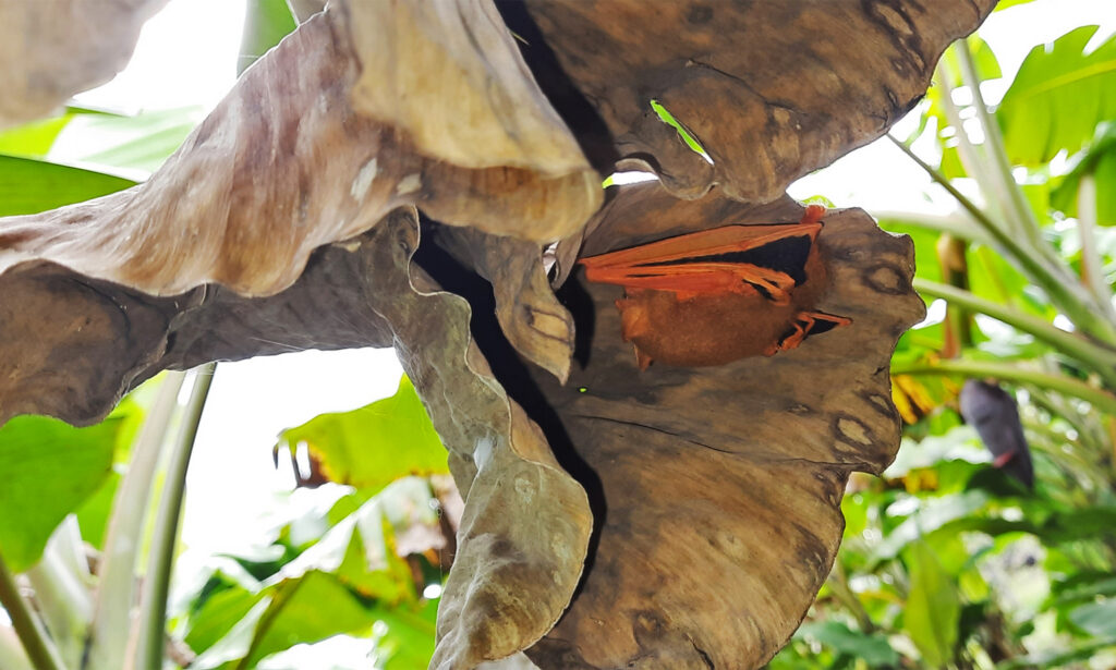 The painted woolly bat is in great demand for the ornamental trade, bought both online and offline for decorations. Image by Vetri Selvan via iNaturalist (CC BY-NC 4.0).