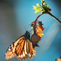 Conservationists have tried for more than a decade to get the western monarch butterfly federally protected under the Endangered Species Act. Credit: Lisa Hupp / U.S. Fish and Wildlife Service