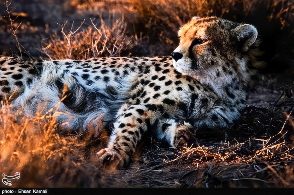 The Asiatic cheetah is the world’s most endangered big cat, with about 27 remaining in the wild in Iran. This male, named Kushki, a male, was photographed in Miandasht Wildlife Refuge. Image by Ehsan Kamali / Tasnim News Agency via Wikimedia Commons (CC BY 4.0).