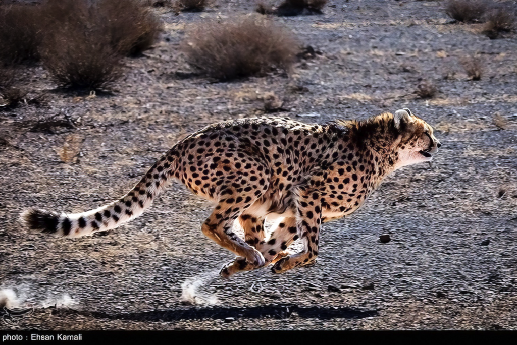 Kushki (male) is one of the last surviving Asiatic cheetahs in northeastern Iran’s Miandasht Wildlife Refuge. Image by Ehsan Kamali / Tasnim News Agency via Wikimedia Commons (CC BY 4.0).
