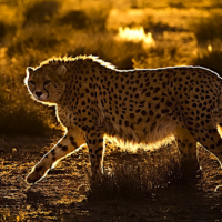 Asiatic cheetahs once roamed throughout Central and Southwest Asia, with a range from the Arabian Peninsula to the Caspian Sea and as far east as India. Image by Ehsan Kamali / Tasnim News Agency via Wikimedia Commons (CC BY 4.0).
