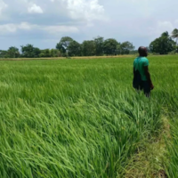 A farmer in the rice fields in the Maribaroux plain