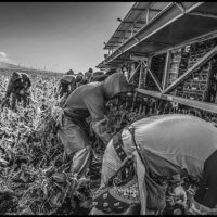 Mexican farmworkers harvest broccolini near Salinas California. Copyright David Bacon