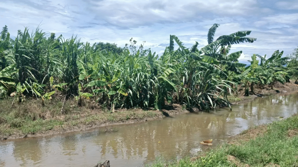 Excess water in the banana fields of Dajabon’s plains