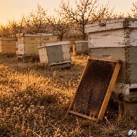 Bees