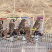 AI trained to study individual birds in wild populations