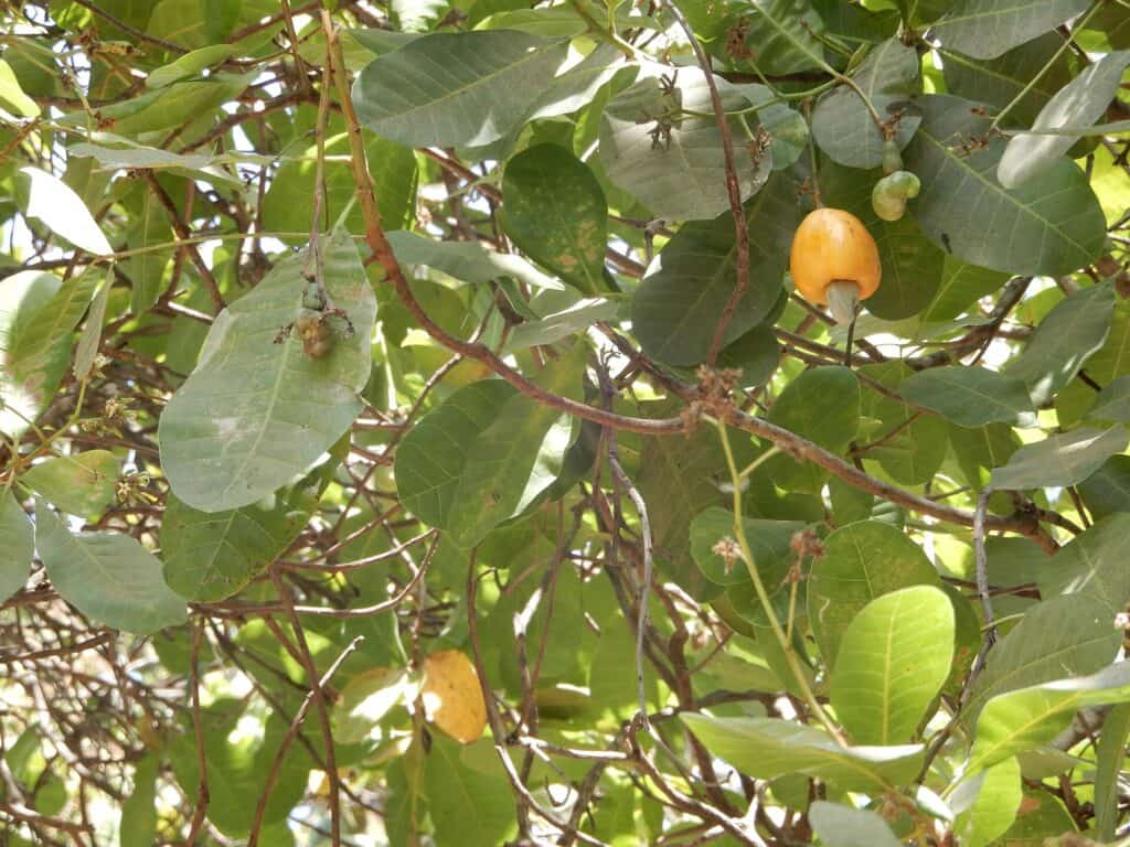 Ripening cashew fruit on Bolama Island, Guinea Bissau (Wikimedia Commons, 2018)