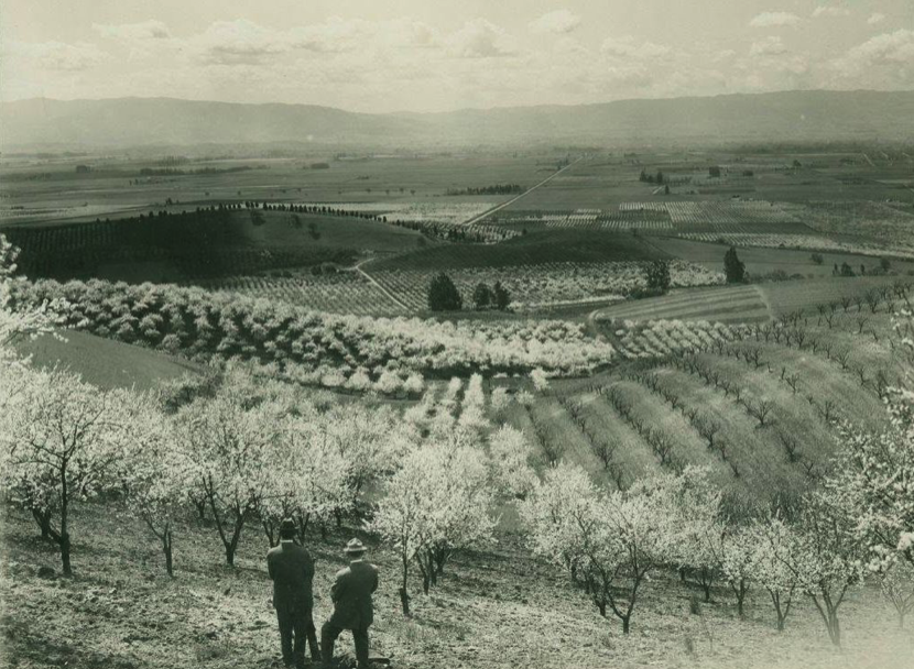 A view of the Santa Clara Valley with prune orchards blooming near San Jose, from a 1927 travel brochure by the Southern Pacific Company.