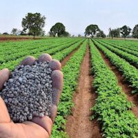 Phosphate fertilizer is essential to industrial agriculture. Washington’s war on Iran has disrupted the routes that carry Gulf oil, gas, petrochemicals and fertilizer to the world market.