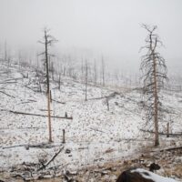 Burned trees in the U.S. Department of Agriculture (USDA) Forest Service (FS) Apache-Sitgreaves National Forests' (Apache National Forest) near the White Mountain Apache Reservation in Eastern AZ, on Dec. 7, 2018.