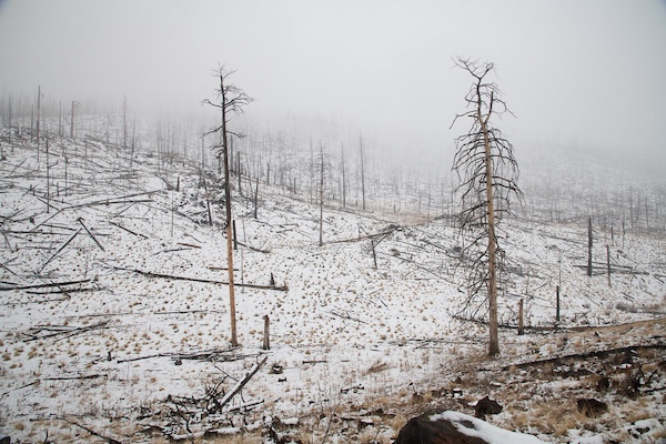 Burned trees in the U.S. Department of Agriculture (USDA) Forest Service (FS) Apache-Sitgreaves National Forests' (Apache National Forest) near the White Mountain Apache Reservation in Eastern AZ, on Dec. 7, 2018.