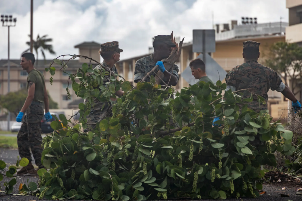 Marines drag a tree branch during a base cleanup effort following Hurricane Lala at Marine Corps Base Hawaii, Aug. 17, 2026. (U.S. Marine Corps photo by Lance Cpl. Nicholas Figueroa)