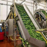 A worker on a Taylor Farms processing line. The company operates 30 processing plants and moves more than 265 million servings of fresh food each week, making it one of the dominant corporations in the U.S. packaged-salad industry.