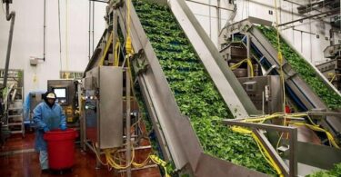 A worker on a Taylor Farms processing line. The company operates 30 processing plants and moves more than 265 million servings of fresh food each week, making it one of the dominant corporations in the U.S. packaged-salad industry.
