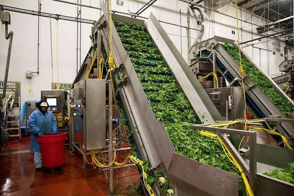 A worker on a Taylor Farms processing line. The company operates 30 processing plants and moves more than 265 million servings of fresh food each week, making it one of the dominant corporations in the U.S. packaged-salad industry.