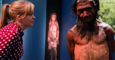 An employee of the Natural History Museum in London looks at model of a Neanderthal male in his twenties