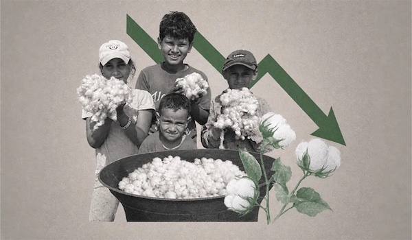 Design by Seif El-Din Ahmed/Al Manassa As capitalist agricultural models took root in the late 19th century, the international division of labor began to take a visible toll on Egyptian cotton.