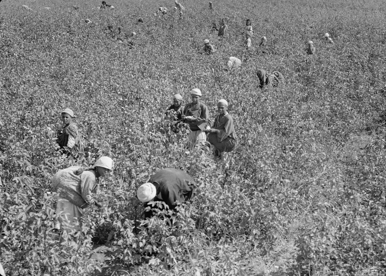 Wikimedia/CCCotton harvest in Egypt, 1939.
