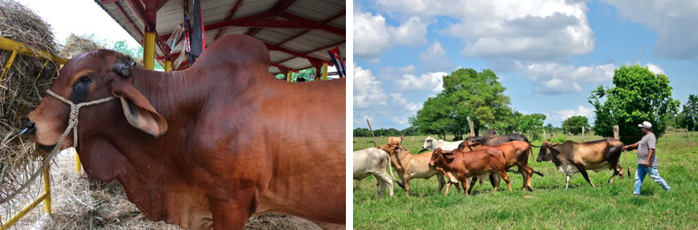 Livestock Registry