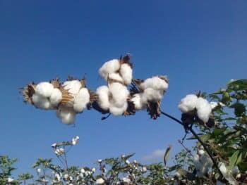 Ministry of Agriculture’s Cotton Research InstituteEgyptian cotton