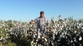 Cotton Research InstituteThe head of the Cotton Research Institute in one of the newly bred fields.