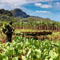 New Cuban regulations expand the land usufruct system and marketing powers for economic actors in the agricultural sector. Photo: ANAP